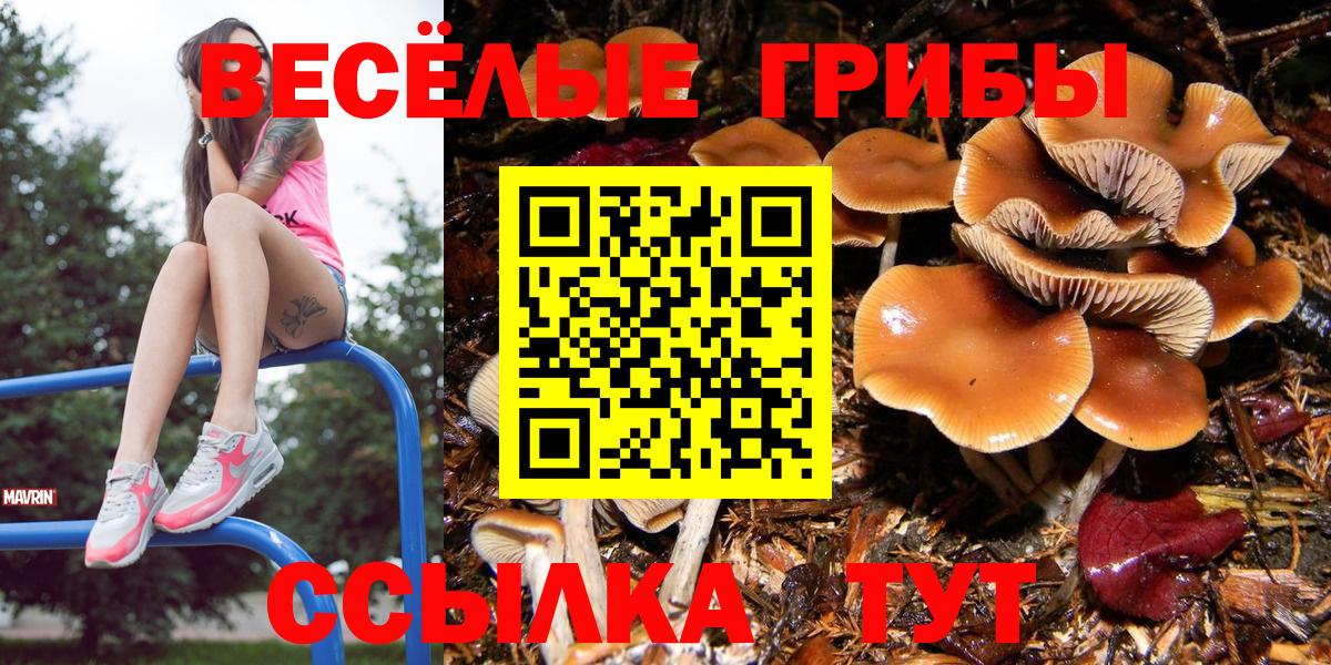 Псилоцибиновые грибы Psilocybe Балашиха